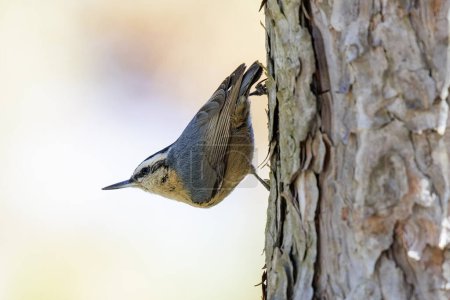 Photo for Snowy-browed Nuthatch bird at Beijing China - Royalty Free Image