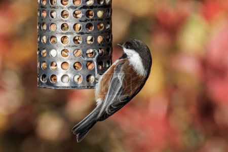 Photo for Chestnut-backed Chickadee bird at Vancouver BC Canada - Royalty Free Image