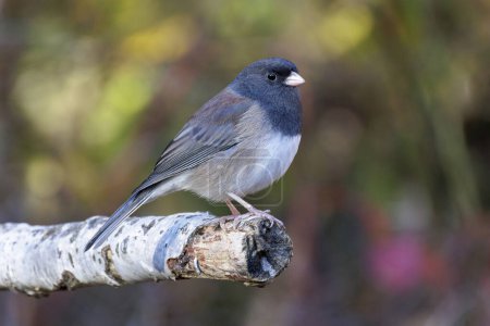 Photo for Dark-eyed Junco at Vancouver BC Canada - Royalty Free Image