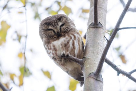 Photo for Northern saw-whet owl bird at Vancouver BC Canada - Royalty Free Image