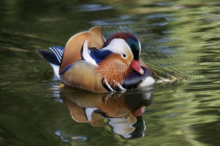 Photo for Mandarin duck bird at Beijing China - Royalty Free Image