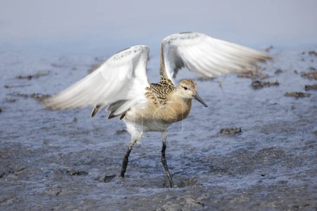Photo for Ruff Sandpiper bird at Vancouver BC Canada - Royalty Free Image