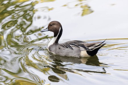 Photo for Pin-tailed Duck bird at Beijing China - Royalty Free Image