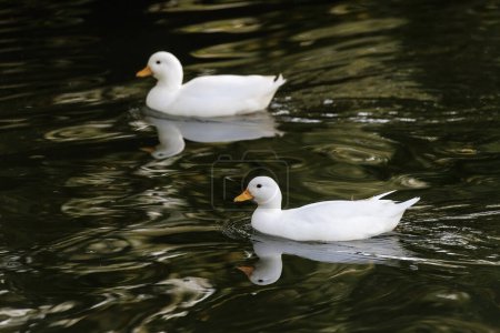 Photo for White Call Duck  bird at Beijing China - Royalty Free Image