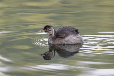 Photo for Juvenile Little Grebe bird at Beijing China - Royalty Free Image