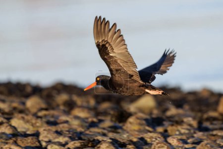 Photo for Black oystercatcher bird at Vancouver BC Canada - Royalty Free Image