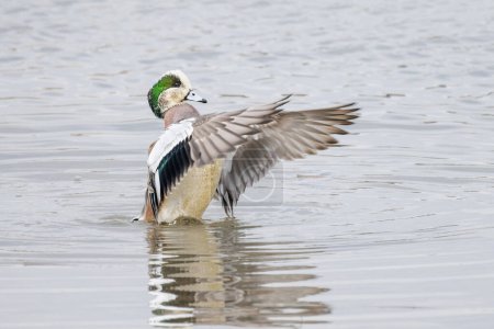 Téléchargez les photos : Canard d'Amérique oiseau de canard à Vancouver BC Canada - en image libre de droit
