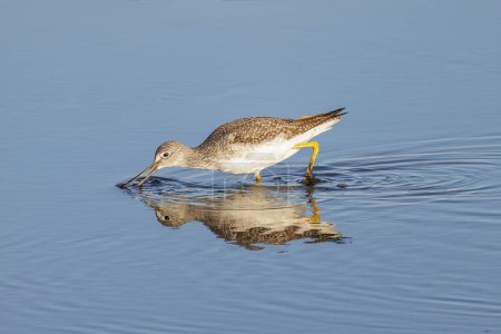Greater yellowlegs bird at Vancouver BC Canada