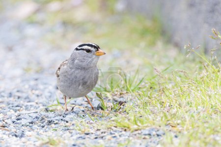 White crowned sparrow bird at Vancouver BC Canada