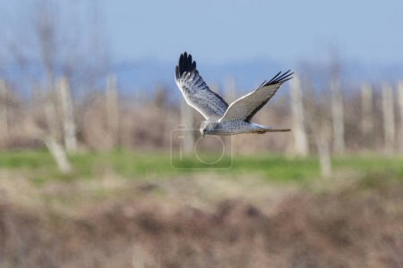 Northern harrier bird at Vancouver BC Canada
