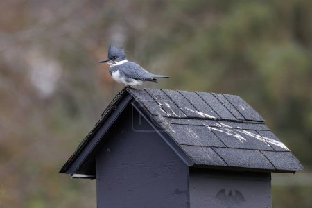 Belted kingfisher bird at Vancouver BC Canada