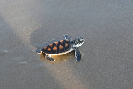 Photo for Little sea turtles are trying to reach the sea, after they hatch from their nest they are first long on the sand and meet the waves into the sea or ocean. - Royalty Free Image