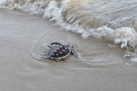 Téléchargez les photos : Les petites tortues de mer essaient d'atteindre la mer, après avoir éclos de leur nid, elles sont d'abord longues sur le sable et rencontrent les vagues dans la mer ou l'océan.. - en image libre de droit