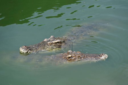 Photo for Close-up of crocodiles swimming in the river at Crocodile farm - Royalty Free Image
