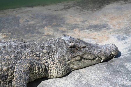 Photo for A crocodile resting at crocodile farm in Thailand - Royalty Free Image