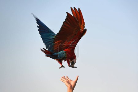 Téléchargez les photos : Un beau Macaw perché sur la main du propriétaire contre un ciel bleu - en image libre de droit