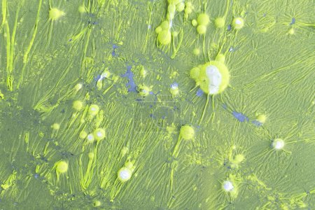 Colonia de bacterias verdes formando burbujas en aguas residuales contaminadas
