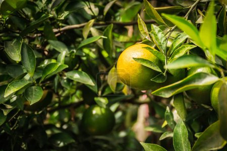 Téléchargez les photos : Gros plan de satsumas Bang Mot mandarine mûrissant sur l'arbre - en image libre de droit