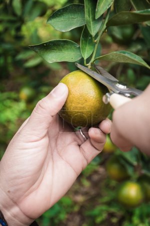 Téléchargez les photos : Gros plan de satsumas Bang Mot mandarine mûrissant sur l'arbre - en image libre de droit