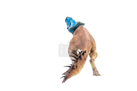 Téléchargez les photos : Protoceratops  , dinosaur on  isolated background - en image libre de droit