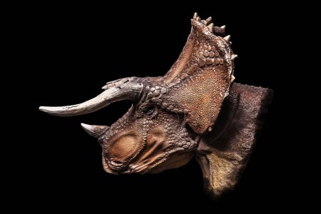 Der Kopf von Triceratops im Dunkeln, Dinosaurier auf schwarzem Hintergrund
