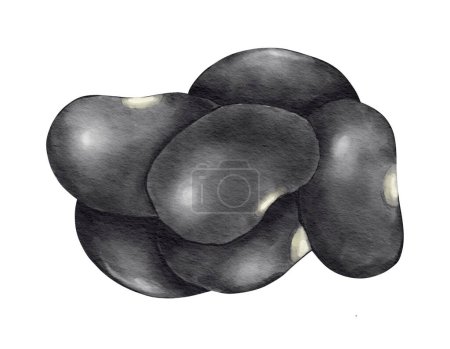 Téléchargez les photos : Illustration aquarelle haricot noir élément isolé - en image libre de droit