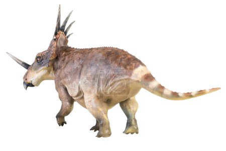 Styracosaurus dinosaurus auf isoliertem Hintergrund 