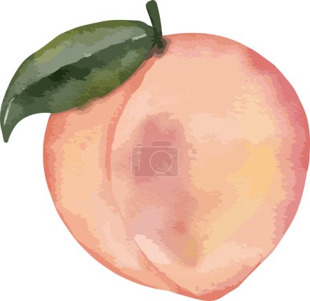 Illustration for Peach fruit   watercolor illustration isolated element - Royalty Free Image