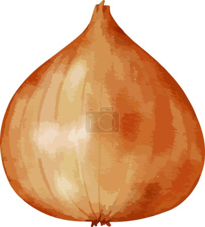 onion watercolor illustration isolated element