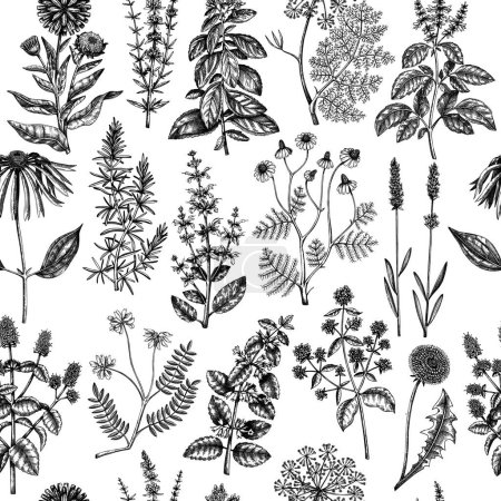 Illustration for Botanical pattern with meadows, medicinal herbs, flowering plants and blooming wild flowers. Hand drawn black sketches on white background. Vector illustration in vintage style. Seamless texture - Royalty Free Image