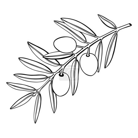 Illustration for Olive tree branch with fruits and leaves illustration. Mediterranean plant outline. Italian or Greek food ingredient line art. Countered vector illustration isolated on white background. - Royalty Free Image