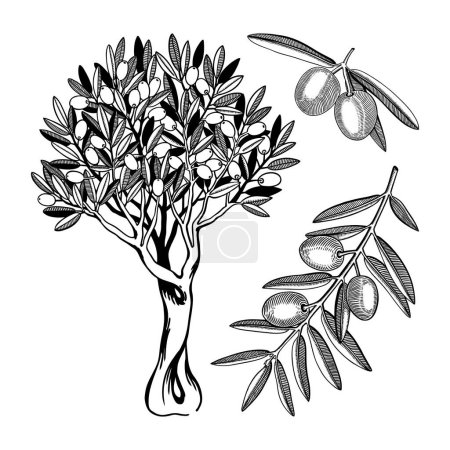 Illustration for Vintage olive illustrations set. Decorative tree with fruit drawing. Hand drawn branches with leaves and fruits. Natural oil ingredient isolated on white background. Greek or Italian food sketches - Royalty Free Image