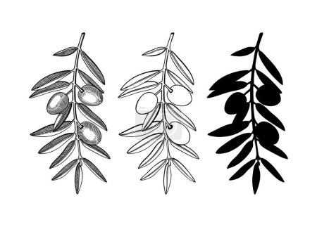 Illustration for Hand drawn olive branches set. Decorative twigs with leaves and fruits in engraved, silhouette and line art style. Botanical illustration of popular Italian or Greek plant. - Royalty Free Image
