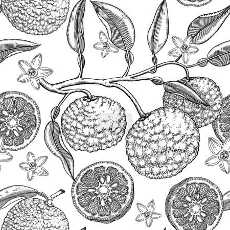 Sketched yuzu background with decorative fruit, leaves, branches, and flowers in engraving style. Hand-drawn citrus plant seamless pattern. Asian citron botanical design for print. 