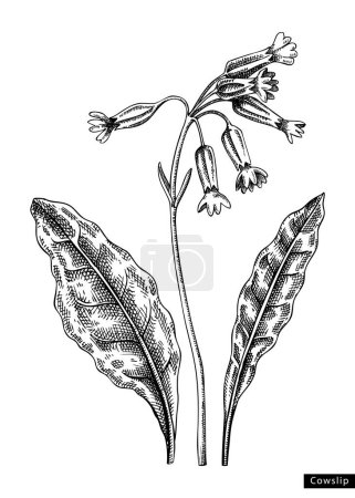 Ilustración de Cowslip flower sketch in engraved style. Floral branch with buds and leaves. Black contoured primrose drawing. Botanical vector illustration of spring woodland plant isolated on white background - Imagen libre de derechos
