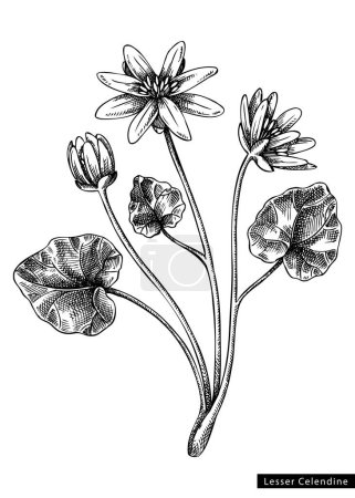 Illustration for Lesser celandine  flower sketch in engraved style. Floral branch with buds and leaves. Black contoured buttercup. Botanical vector illustration of spring woodland plant isolated on white background - Royalty Free Image