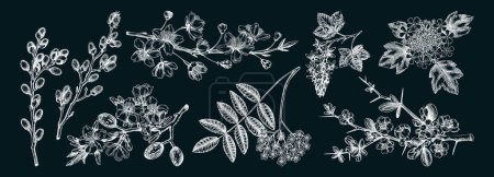 Illustration for Flowering branches vintage collection. Cherry, almond, willow, rowan, currant, japanese quince, guelder rose in flowers sketches. Botanical vector illustrations of spring trees on chalkboard - Royalty Free Image