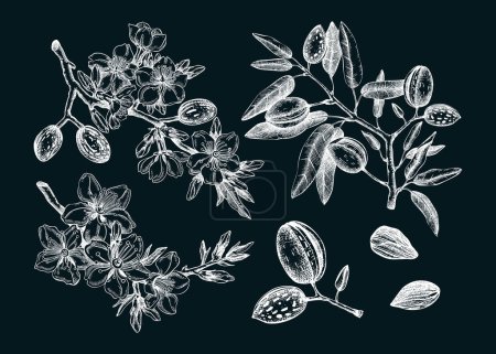 Illustration for Almond vector set on chalkboard. Botanical spring illustrations. Hand-drawn healthy food drawings. Nut trees sketches collection. Vintage  blooming branches, flowers, nuts, leaves. - Royalty Free Image