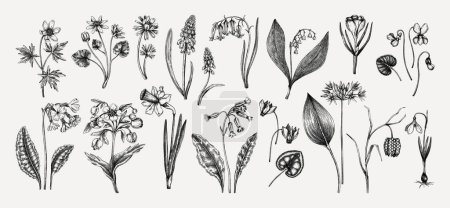 Ilustración de Botanical collection of garden floral plants. Cowslip, bluebell, grape hyacinth, hellebore, fritillary, violet sketches isolated on white background. Vector illustrations of woodland wildflowers - Imagen libre de derechos