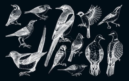 Illustration for Vector collection of hand-drawn birds illustrations in engraved style. Popular backyard birds - magpie, dove, sparrow, great tit isolated on chalkboard background. Detailed wildlife drawings set. - Royalty Free Image