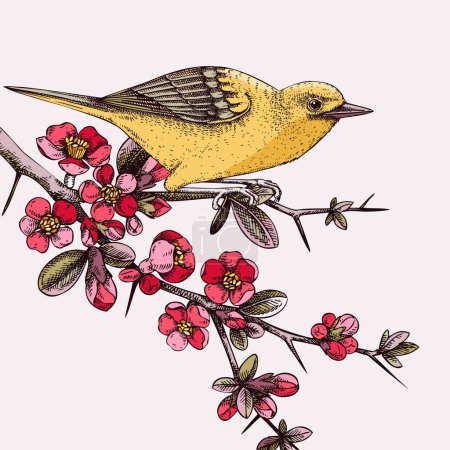 Illustration for Yellow warbler sitting on blooming Japanese quince branch illustration. Small songbird vector sketch in color. Hand drawn spring card or invitation design with beautiful flowers in engraved style - Royalty Free Image