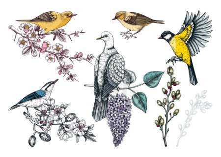 Colorful spring birds illustrations set. Dove, yellow warblers, great tit, nuthatch on blooming branches in sketched style. Hand drawn passerine birds and flowers isolated on white background