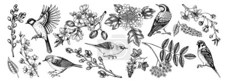 Flowering branches and birds drawings collection. Hand-drawn cherry, almond, willow, currant flower sketches set. Botanical vector illustrations of spring blooming trees isolated on white background