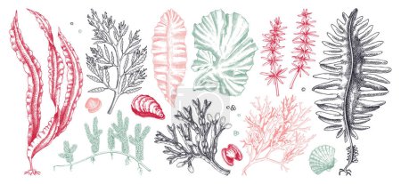 Illustration for Edible seaweed collection in color. Hand-drawn sea vegetables - kelp, kombu, wakame, hijiki drawings. Underwater algae sketches for Japanese cuisine menu or healthy food ingredients design - Royalty Free Image