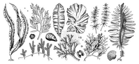 Illustration for Hand-drawn sea vegetables - kelp, kombu, wakame, hijiki, nori, umi budo drawings. Edible seaweed sketches collection isolated on white background. Underwater algae vector. Healthy food illustration - Royalty Free Image
