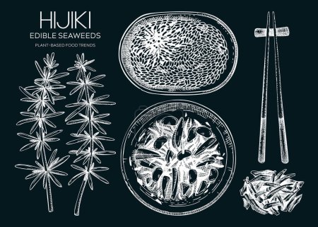 Illustration for Hand-drawn hijiki sketches set. Sea vegetable drawings. Sea kale on chalkboard. Edible seaweed vector food illustration. Japanese cuisine dishes collection. Heathy eating ingredients - Royalty Free Image