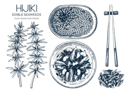 Illustration for Hand-drawn hijiki sketches set. Sea vegetable drawings. Sea kale isolated on white. Edible seaweed vector food illustration. Japanese cuisine dishes menu design elements. Heathy eating ingredients - Royalty Free Image