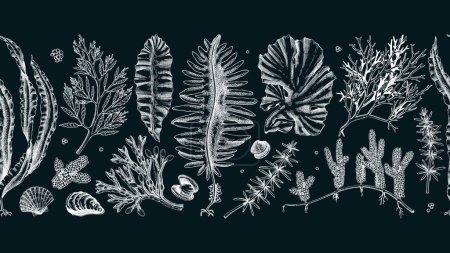 Illustration for Edible seaweed seamless pattern on chalkboard. Hand-drawn sea vegetables ribbon. Kelp, kombu, wakame, hijiki  drawings. Underwater algae sketches for Asian cuisine menu or healthy food design - Royalty Free Image