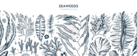 Seaweed vector border in sketch style. Edible algae seamless pattern with golden kelp, wakame, kombu, hijiki, Irish moss drawings. Underwater plant botanical illustration