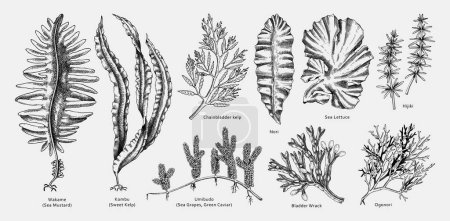 Ilustraciones de vectores de algas dibujadas a mano. Las verduras de mar dibujadas a mano los contornos negros - kelp, wakame, kombu, hijiki vector de ilustración. Dibujos comestibles de algas con nombres. Elementos de diseño de menú asiático